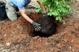 Read more about the article Unraveling the Secrets of Proper Tree Planting: A Houston Gardener’s Guide