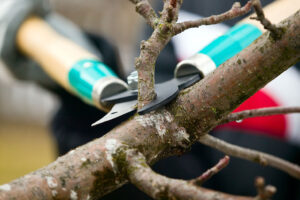 Read more about the article The Pitfalls of DIY Tree Pruning: A Professional Perspective by Embark Services