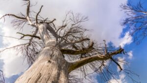 Read more about the article When to Bid Farewell: A Guide to Tree Removal by Embark Services