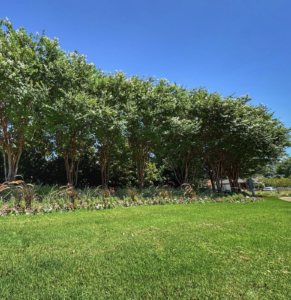 Read more about the article How Trees Add Value to Your HOA