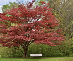 Read more about the article Selecting and Planting Native Tree Varieties for Long-Term Health in Houston
