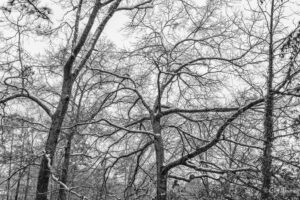 Read more about the article Winter Irrigation Needs for Your Trees – Why Smart Irrigation is the Answer to Stress-Free Watering Year-Round