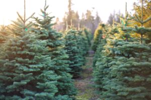 Read more about the article The History of the Christmas Tree Industry in Texas