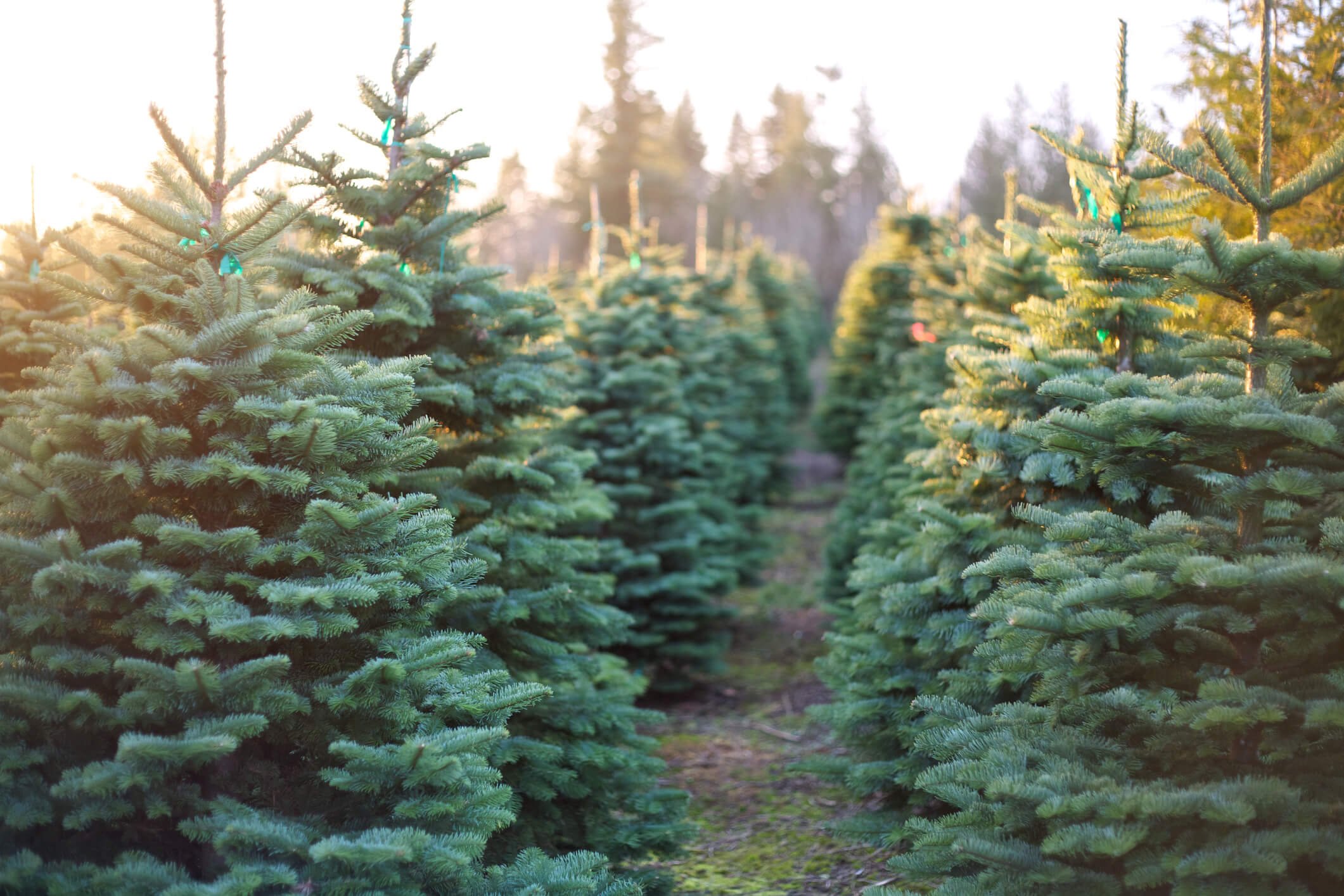 You are currently viewing The History of the Christmas Tree Industry in Texas