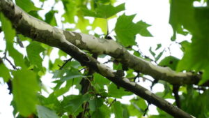 Read more about the article Sustainable Tree Care: Incorporating Eco-Friendly Practices in 2025