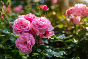 Read more about the article February’s Love for Roses: Why They’re a Perfect Choice for Your Commercial Landscaping
