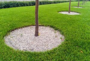 Read more about the article A Smart Solution for Commercial Landscaping with Trees