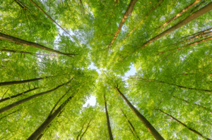 Read more about the article Sustainable Landscaping – The Future of Commercial Landscapes