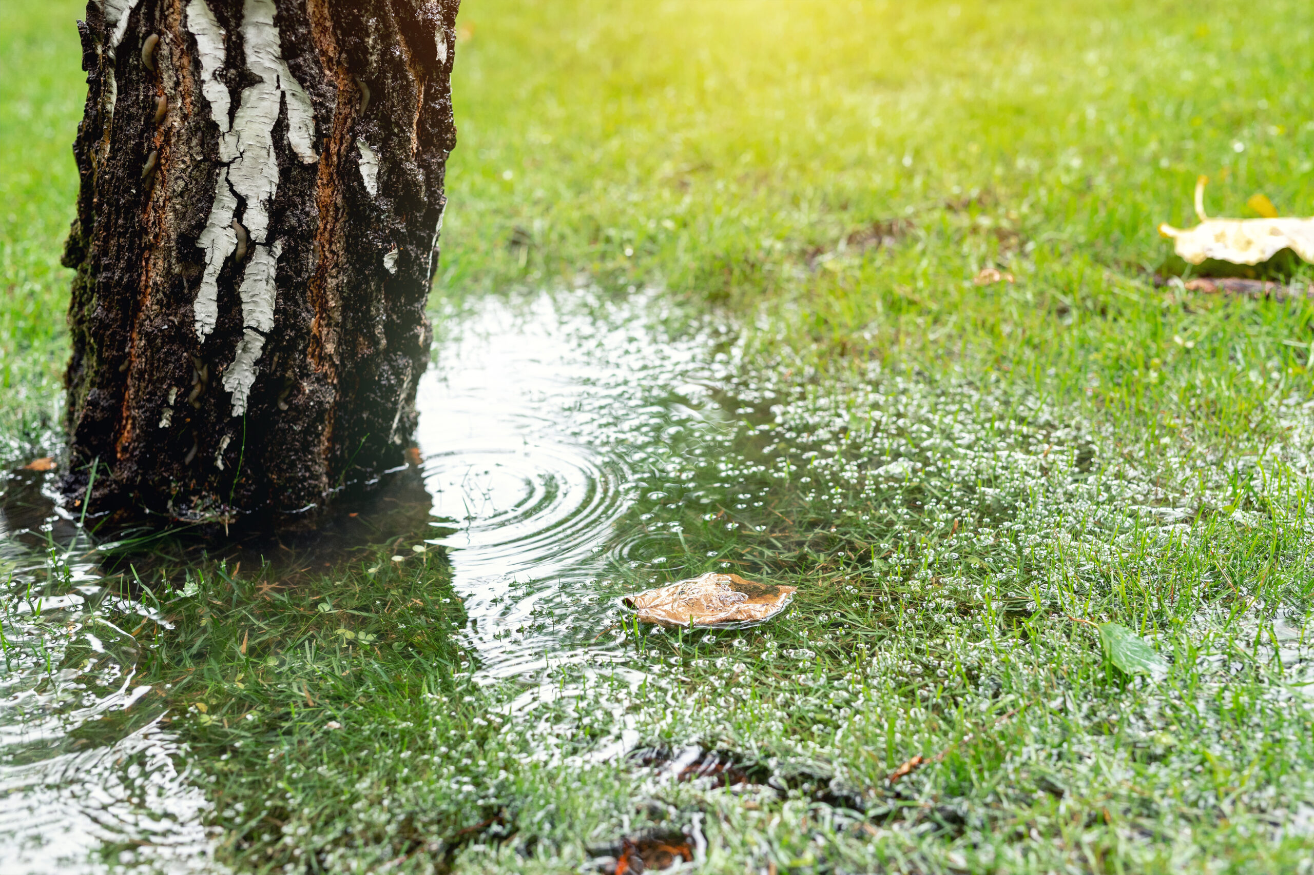 Read more about the article April Showers Bring May Growth: How to Maximize Spring Rainfall for Tree Health