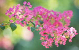 Read more about the article Blooming Branches: Spring Color Starts with Healthy Trees
