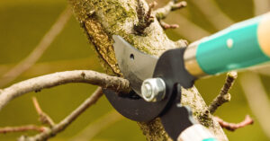 Read more about the article Prepping for Hurricane Season: Tree Safety Starts in May