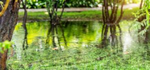 Read more about the article Standing Strong: Hurricane Preparedness for Your Trees