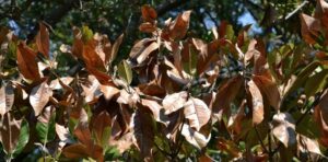 Read more about the article Scorched Roots & Wilted Leaves: How Houston’s Heat Affects Tree Health