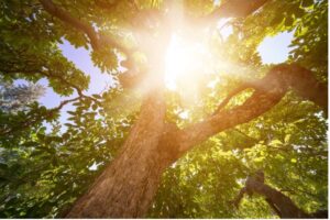 Read more about the article Surviving the August Heat: How to Protect Your Trees in Houston’s Hottest Month