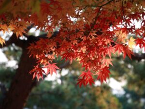 Read more about the article Which Texas Tree Varieties Show Their Fall Foliage First?