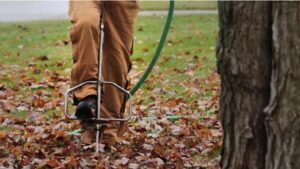 Read more about the article Fall is for Fertilizing — Give Your Trees the Boost They Need Before Winter