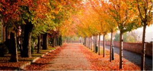 Read more about the article Fall Tree Safety and Seasonal Maintenance — How to Prepare for Houston’s Changing Weather