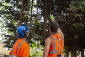 Read more about the article Protecting Trees Through Houston’s Fall Transition