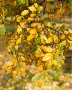 Read more about the article Why Fall is the Perfect Time for Tree Planting in Houston