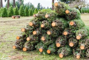 Read more about the article The History of the Christmas Tree: Tradition, Production & Sustainability Today