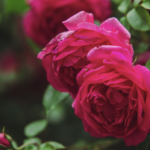 Rooted in Romance: How Trees and Roses Work Together to Create Meaningful February Landscapes