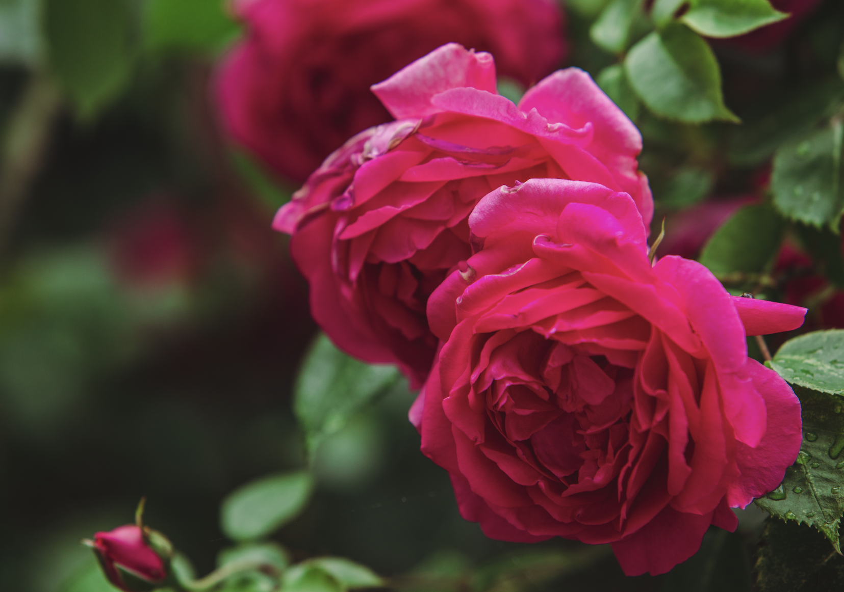 You are currently viewing Rooted in Romance: How Trees and Roses Work Together to Create Meaningful February Landscapes