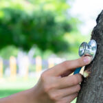 March Tree Care in Houston: Why Early Spring Is Critical for Tree Health and Safety