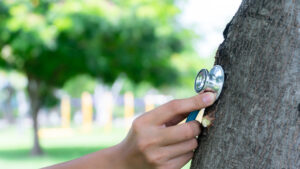 Read more about the article March Tree Care in Houston: Why Early Spring Is Critical for Tree Health and Safety