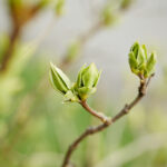 Houston Spring Tree Growth: How March Impacts Tree Safety, Health, and Property Risk