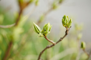 Read more about the article Houston Spring Tree Growth: How March Impacts Tree Safety, Health, and Property Risk