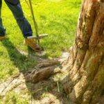 April Growth Starts Below Ground: Why Deep Root Fertilization Matters for Houston Trees